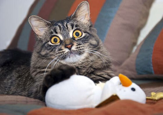 我理解您希望创作一篇富有张力和想象力的文章。这个主题将两个看似不相关的体育事件融合,创造出独特的叙事空间。以下是我的构思