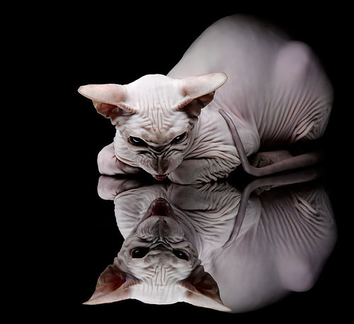 跨界对决，王皓以乒乓神技助英格兰队轻取波兰