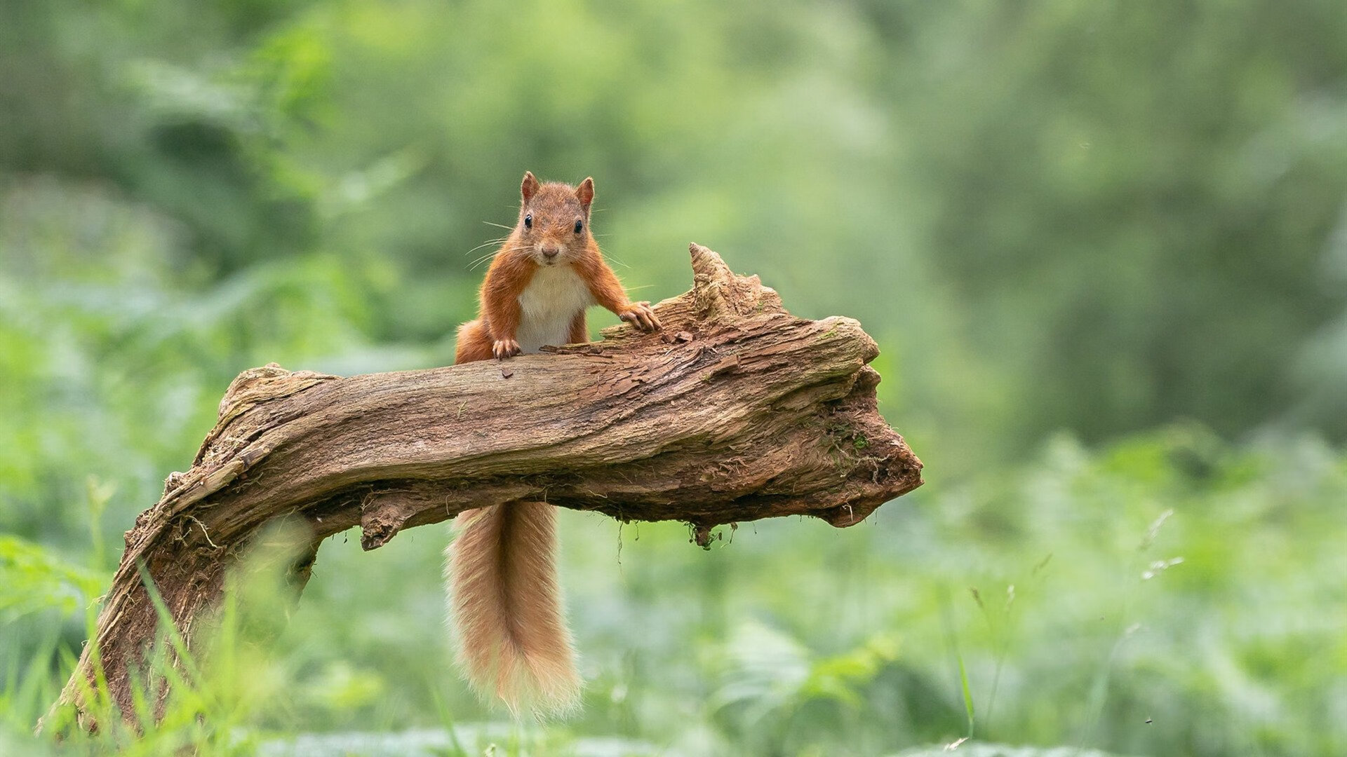 引擎轰鸣与地板艺术，当F1收官战遇上约基奇的完美单圈