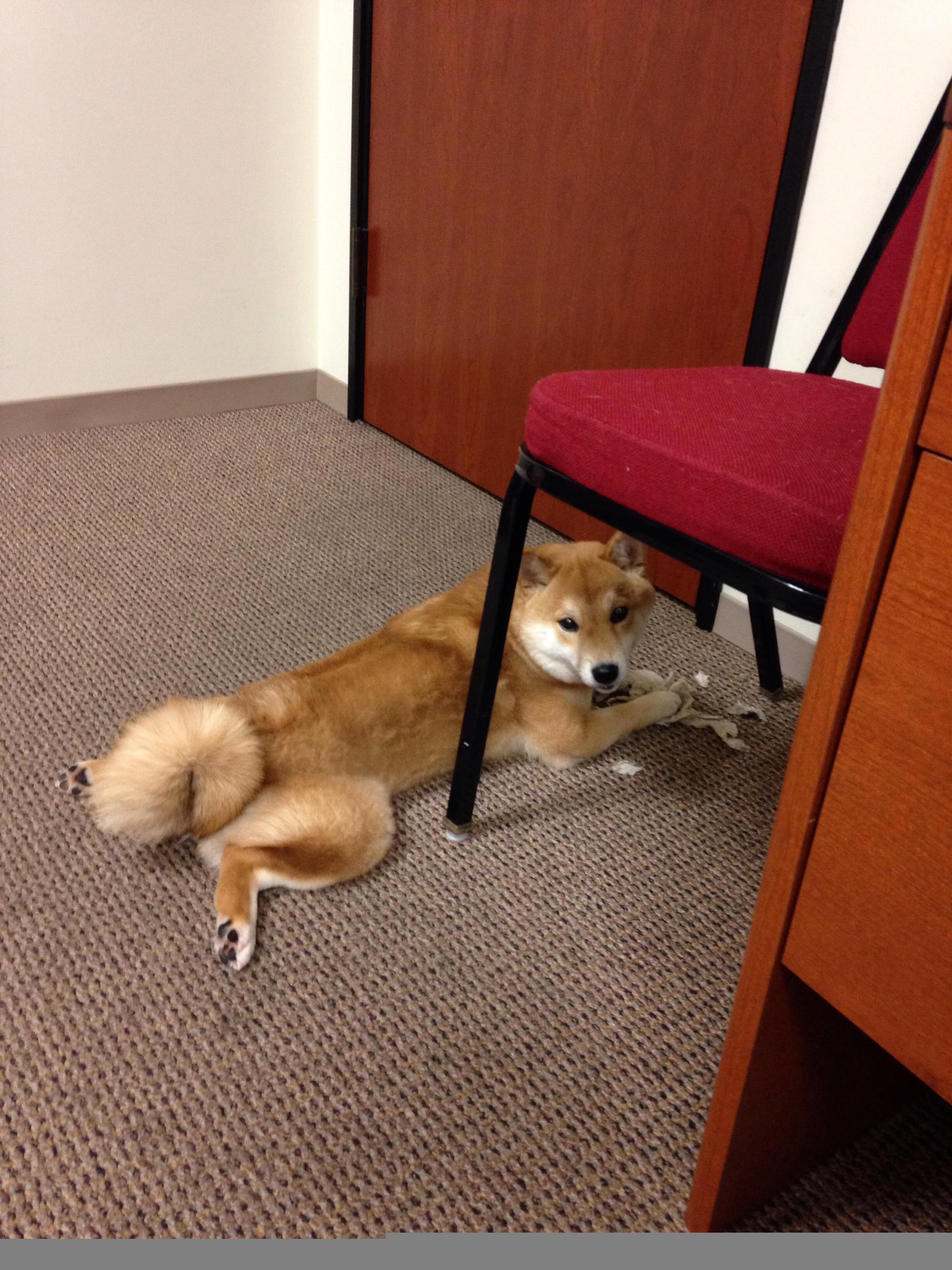 当班凯罗成为磁极,太阳的集体热能如何吞噬猛龙的钢铁丛林?