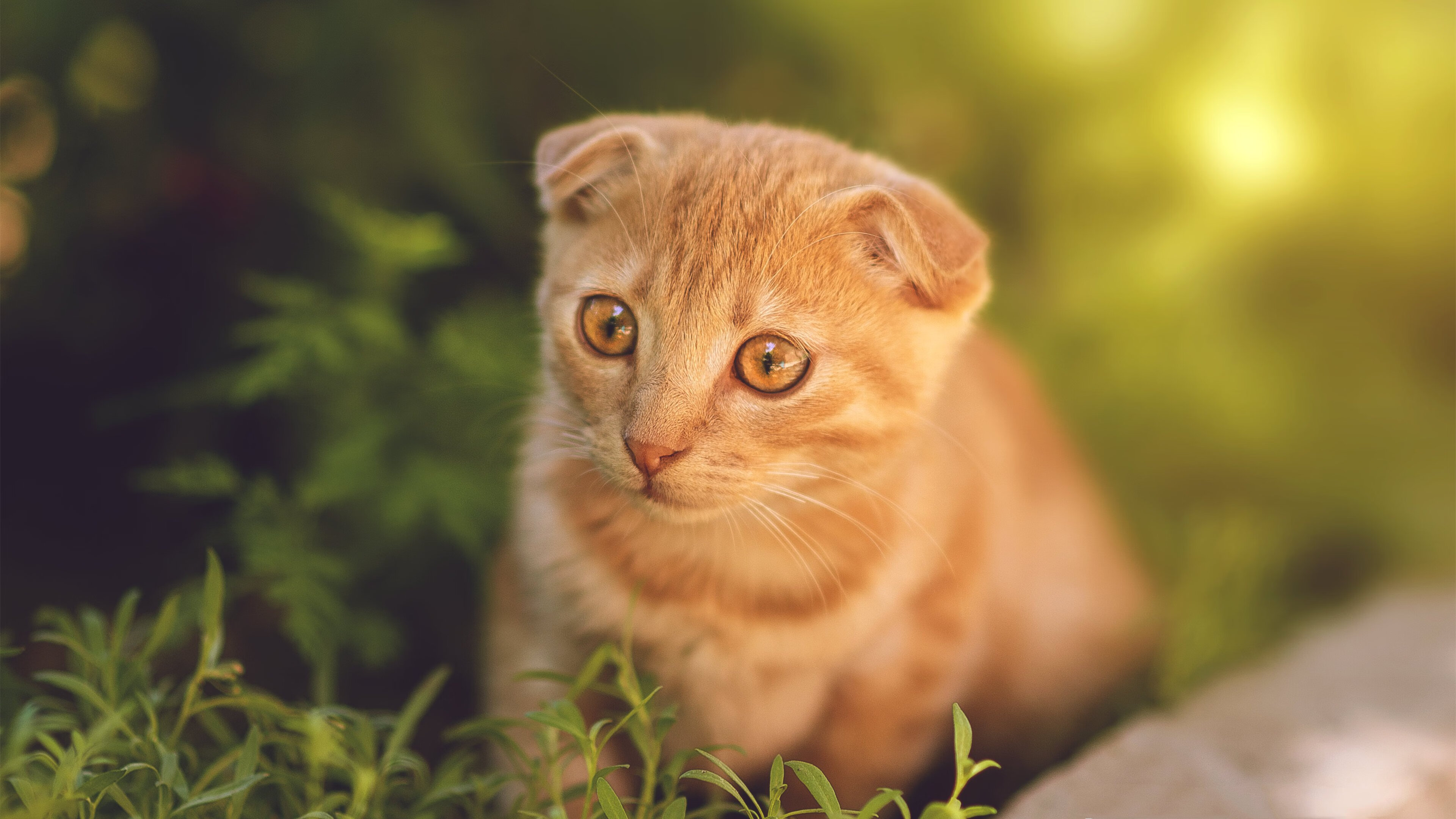 血脉压制,C罗重启时间,指挥全队踩准决胜鼓点