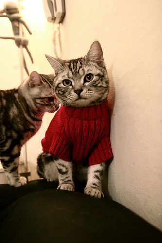 生死战绝境!华裔球王李刚仁单骑救主,澳大利亚淘汰南非创奇迹