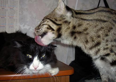 特奥如笔,洪都拉斯为墨,一幅击穿毕尔巴鄂防线的艺术杰作