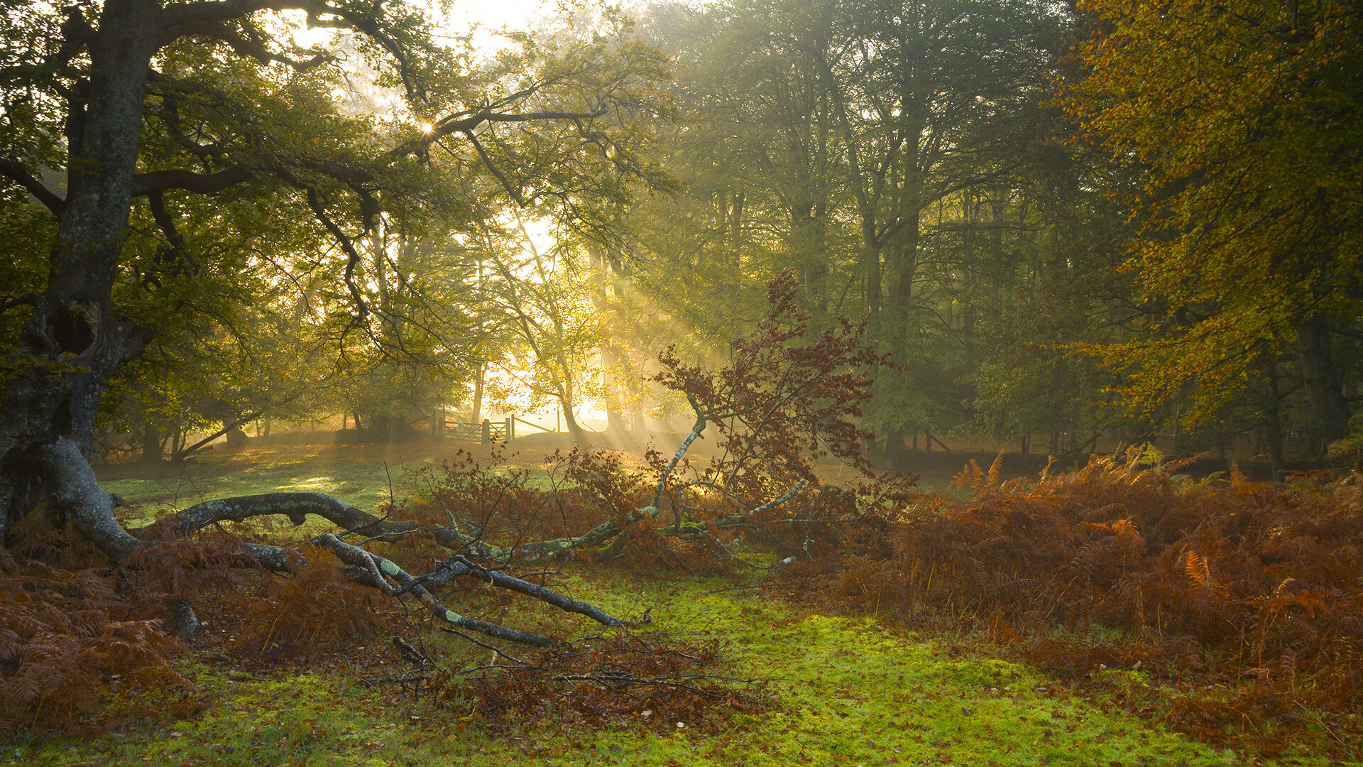 唯一性的绽放,克瓦拉茨赫利亚的爆发与洪都拉斯掀翻拜仁的奇迹
