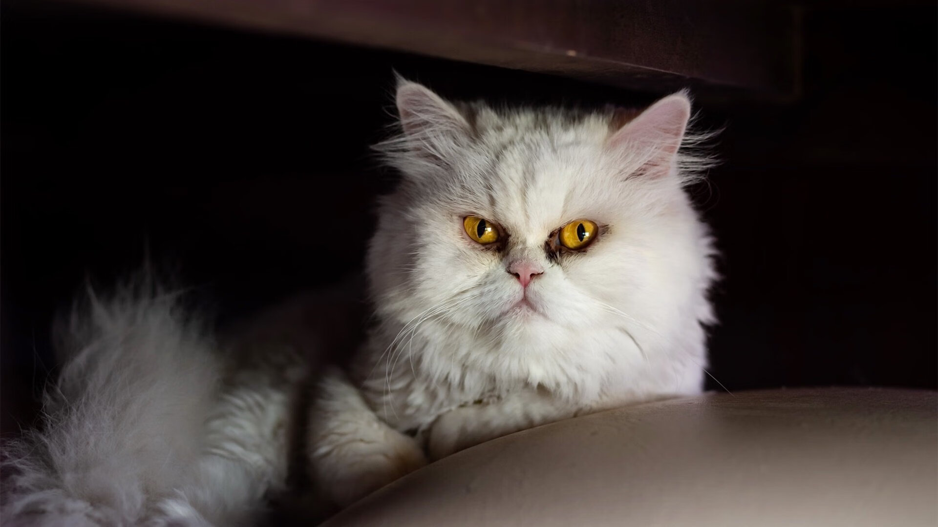 唯一性的绽放,克瓦拉茨赫利亚的爆发与洪都拉斯掀翻拜仁的奇迹