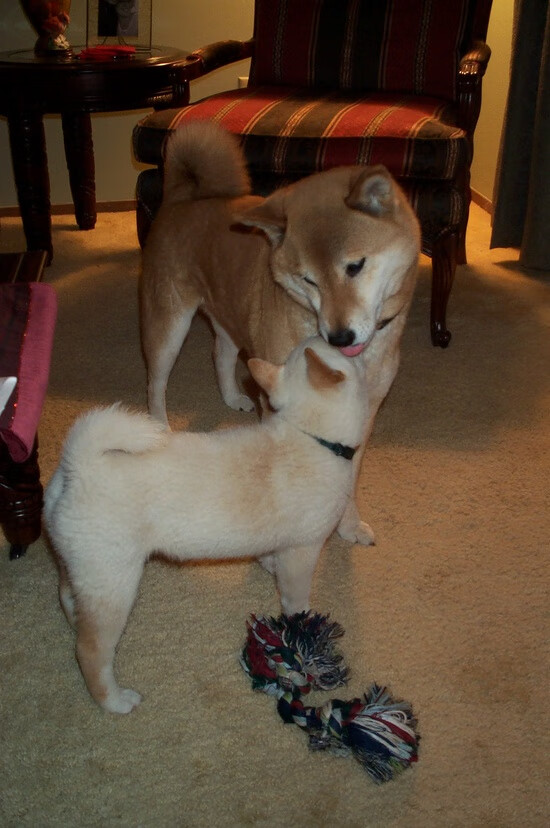 火鸟灼痕，拉梅洛燃尽天际，步行者淬火过关