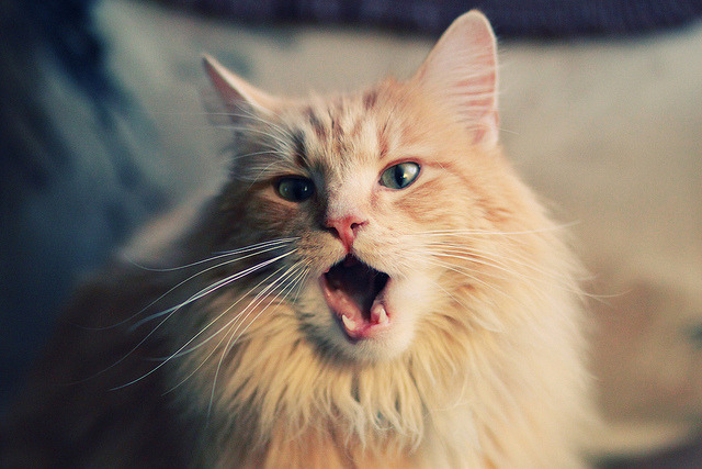 亚洲铁闸金玟哉带队取胜,德甲风暴勒沃库森强势拿下喀麦隆