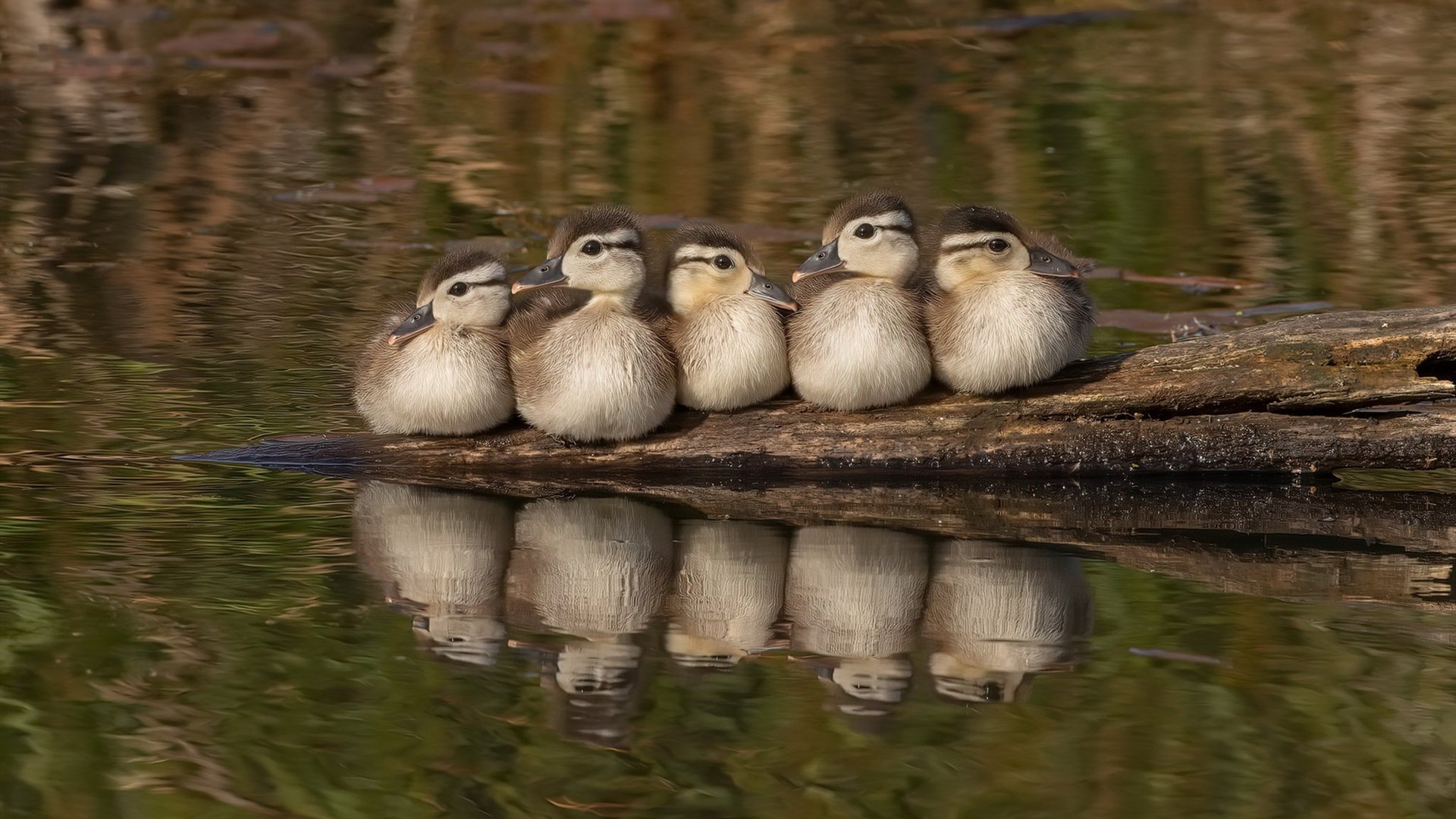 唯一性，足球史上不可复制的两个瞬间
