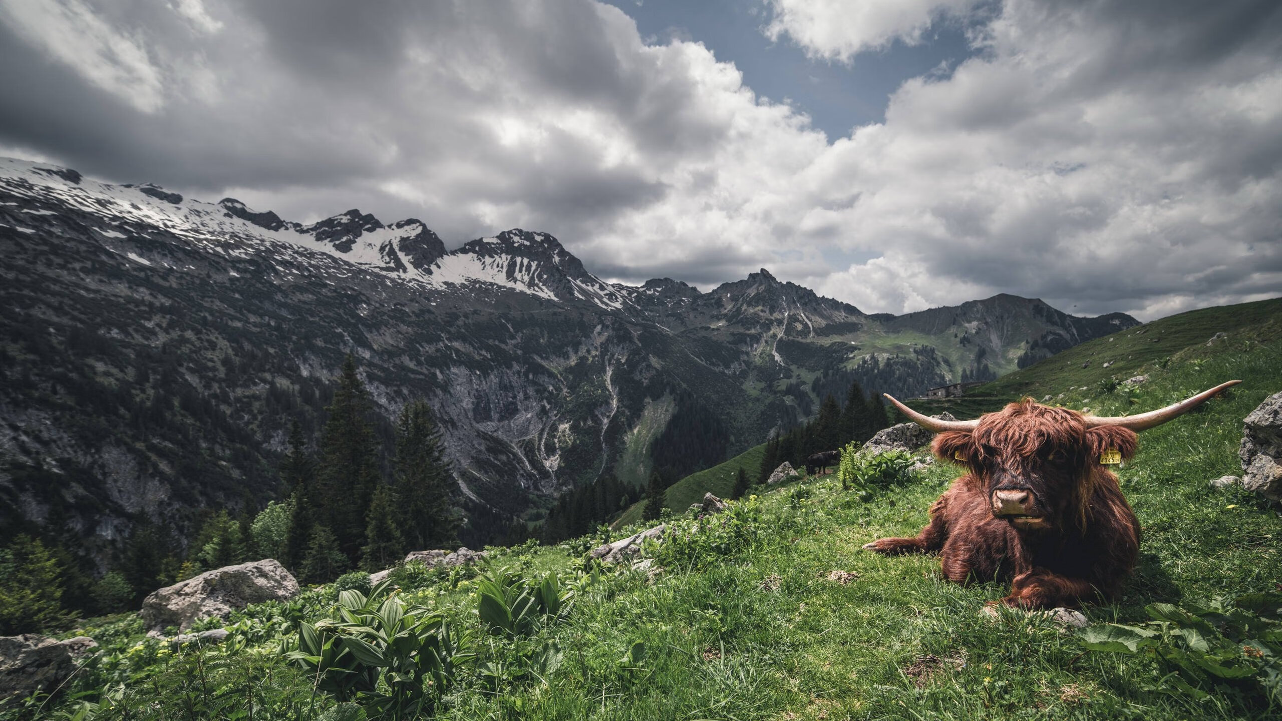 从边路工匠到中场心脏,卡瓦哈尔在2026世界杯的蜕变之战
