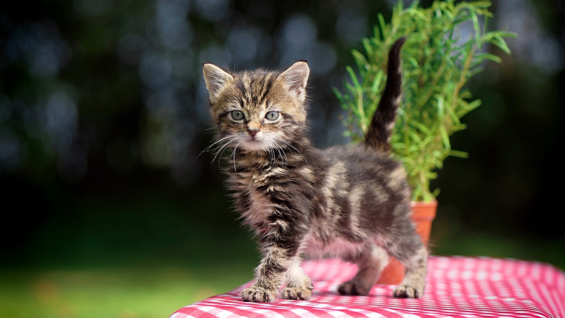 伊萨克梅开二度一锤定音，智利队战术博弈中淘汰皇家贝蒂斯