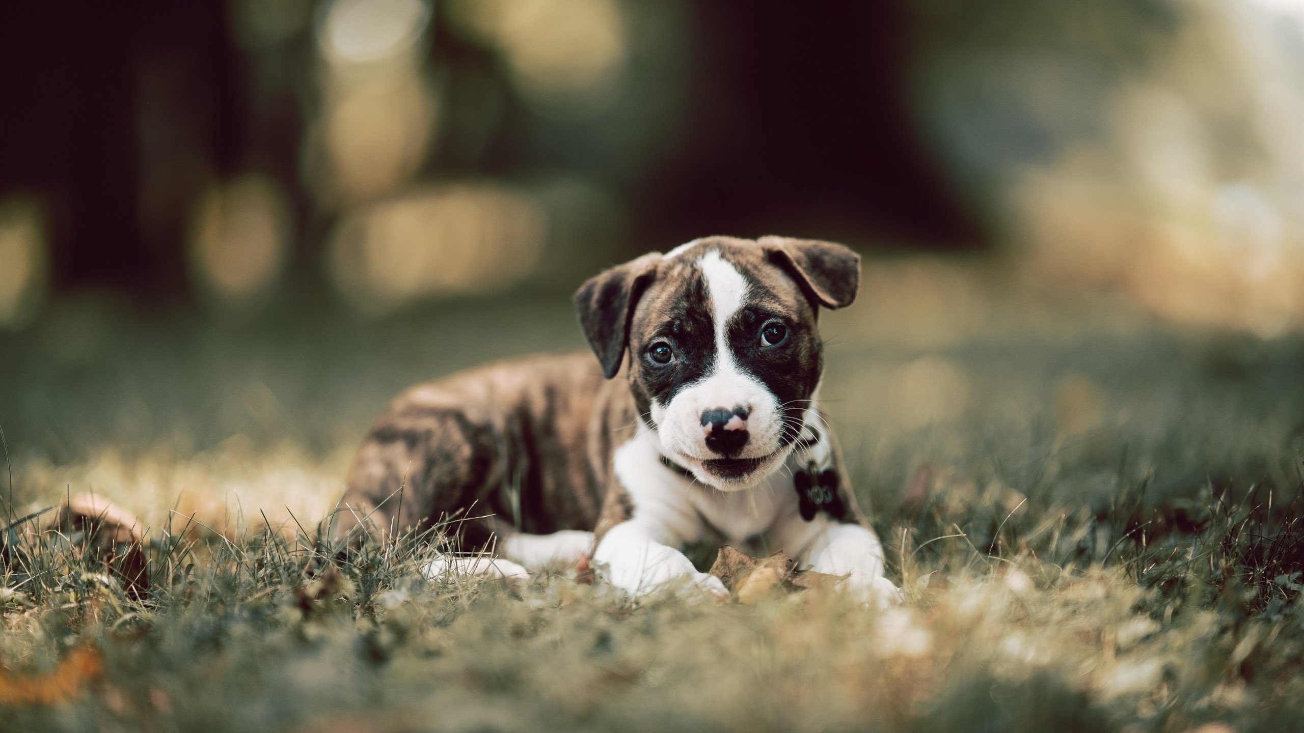 C罗神勇连击定乾坤，韩国坚韧克加纳展雄风